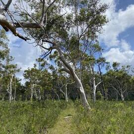 Bushland, Cooloola Wilderness Trail, Great Sandy National Park, Cooloola, 13 February 2025