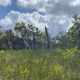Bushland, Cooloola Wilderness Trail, Great Sandy National Park, Cooloola, 13 February 2025