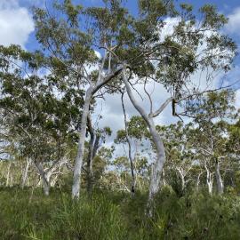 Bushland, Cooloola Wilderness Trail, Great Sandy National Park, Cooloola, 13 February 2025