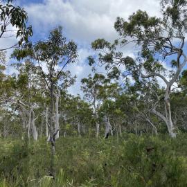 Bushland, Cooloola Wilderness Trail, Great Sandy National Park, Cooloola, 13 February 2025