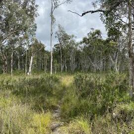 Bushland, Cooloola Wilderness Trail, Great Sandy National Park, Cooloola, 13 February 2025