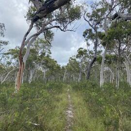 Bushland, Cooloola Wilderness Trail, Great Sandy National Park, Cooloola, 13 February 2025