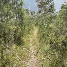 Bushland, Cooloola Wilderness Trail, Great Sandy National Park, Cooloola, 13 February 2025