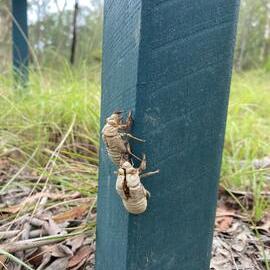 Cicada nymph shells, Wandi Waterhole, Cooloola Wilderness Trail, Great Sandy National Park, Cooloola, 13 February 2025