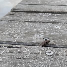 Cheeky lizard, Harry's Hut, Como, 14 February 2025