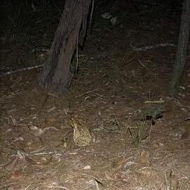 Cane toad, Harry's Hut, Como, 14 February 2025