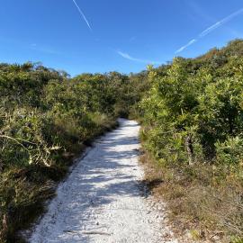 Brahminy walking trail, Cooloola Wilderness Trail, Great Sandy National Park, Cooloola, 14 June  2025