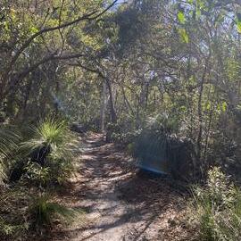 Brahminy walking trail, Cooloola Wilderness Trail, Great Sandy National Park, Cooloola, 14 June  2025