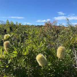 Banksia, Brahminy walking trail, Cooloola Wilderness Trail, Great Sandy National Park, Cooloola, 14 June  2025