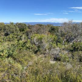 Scrub, Brahminy walking trail, Cooloola Wilderness Trail, Great Sandy National Park, Cooloola, 14 June  2025