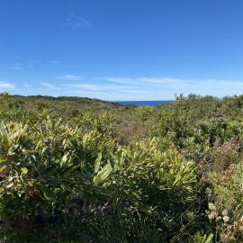 Scrub, Brahminy walking trail, Cooloola Wilderness Trail, Great Sandy National Park, Cooloola, 14 June  2025