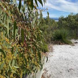 Scribbly gum, Brahminy walking trail, Cooloola Wilderness Trail, Great Sandy National Park, Cooloola, 14 June  2025