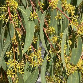 Scribbly gum stems and buds, Brahminy walking trail, Cooloola Wilderness Trail, Great Sandy National Park, Cooloola, 14 June  2025