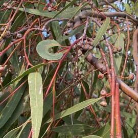 Scribbly gum fruit/nuts, Brahminy walking trail, Cooloola Wilderness Trail, Great Sandy National Park, Cooloola, 14 June  2025