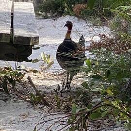 Brush turkey, campsite, Brahminy walking trail, Cooloola Wilderness Trail, Great Sandy National Park, Cooloola, 14 June  2025