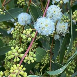 Scribbly gum flowers, Brahminy walking trail, Cooloola Wilderness Trail, Great Sandy National Park, Cooloola, 14 June  2025