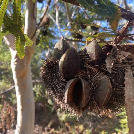 Big Bad Banksia Men', Wallum Banksia, Brahminy walking trail, Cooloola Wilderness Trail, Great Sandy National Park, Cooloola, 15 June  2025