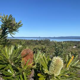 Banksia and scenic views, Brahminy walking trail, Cooloola Wilderness Trail, Great Sandy National Park, Cooloola, 14 June  2025
