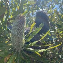Banksia, Brahminy walking trail, Cooloola Wilderness Trail, Great Sandy National Park, Cooloola, 15 June  2025