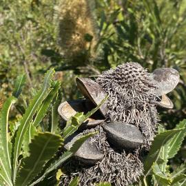 Big Bad Banksia Men', Wallum Banksia, Brahminy walking trail, Cooloola Wilderness Trail, Great Sandy National Park, Cooloola, 15 June  2025