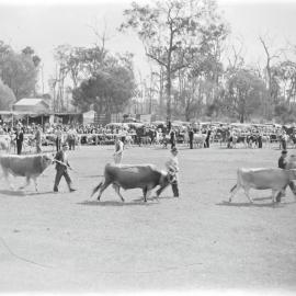 Cattle parade, Cooroy Show, Cooroy Showgrounds, Mary River Road, Cooroy, 1947