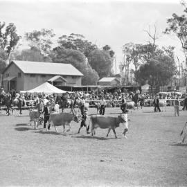 Cattle parade, Cooroy Show, Cooroy Showgrounds, Mary River Road, Cooroy, 1947
