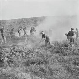 Extinguishing heathlands, Citizen Military Force training operations, Noosa Heads, 1951