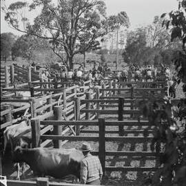 Cattle Auction, Cooroy, 1951