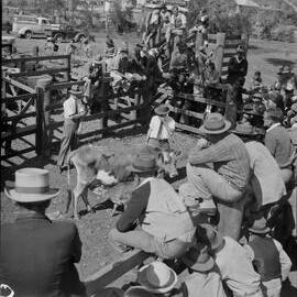 Cattle Auction, Cooroy, 1951