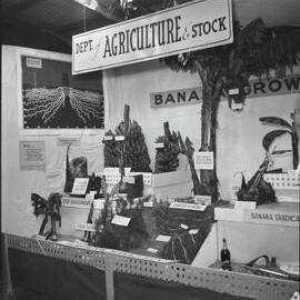 Display, Department of Agriculture & Stock, Cooroy Show, Cooroy Show Society Grounds, Cooroy, 1952