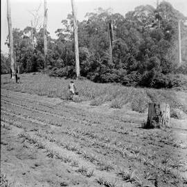 Covey's Pineapple Farm, Cooroy, 1953