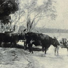 Bullock team, Lake Cootharaba, ca 1910