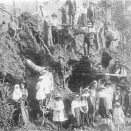 Locals and downed Bell's tree, Cooran, 1918