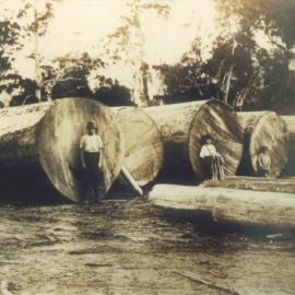 Locals and downed tree, Cooran, 1919