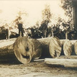 Locals and downed Bell's tree, Cooran, 1919