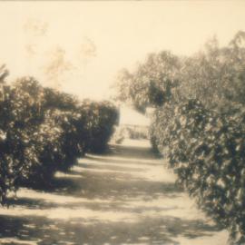 Dwelling and gardens, Pederson Family dwelling, Boreen Point, 1920s