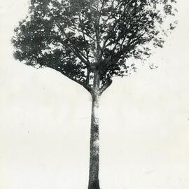 Bell's Tree, Cooran, ca 1918