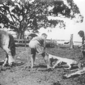 Calf skinning, Kin Kin