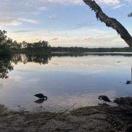 Bird life, Fig Tree Point, Noosa River,  Great Sandy National Park, Como, 11 December 2025
