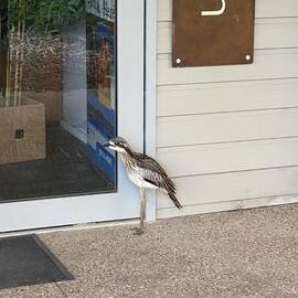 Bush Stone Curlew, Elanda Point, Lake Cootharaba, Como, 9 December 2025