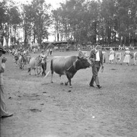 Grand Cattle Parade, Noosa Show, Pomona Showgrounds, Pomona, 1953