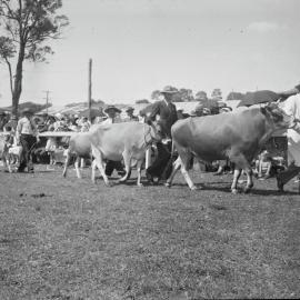 Cattle Parade, Noosa Show, Pomona Showgrounds, Pomona, 1952