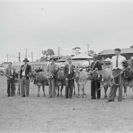 Cattle presentation, Noosa Show, Pomona Showgrounds, Pomona, 1949
