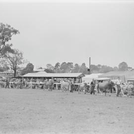 Grand Cattle Parade, Noosa Show, Pomona Showgrounds, Pomona, 1949