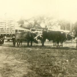 Bullock Team and wagon, Cootharaba, 1931