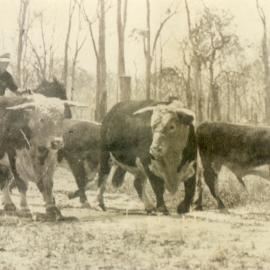 Cattle herding, Cootharaba, 1931