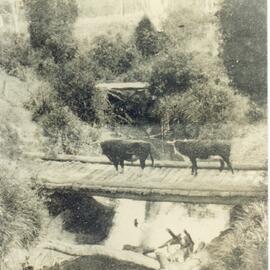 Cattle crossing, possibly Kin Kin Creek, Cootharaba, 1931