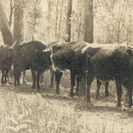Bullock Team, Cootharaba