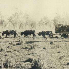Bullock Team and wagon, Cootharaba, 1931