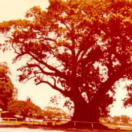 Fig Tree and War Memorial, Remembrance Day, Tewantin, 11 November 1976